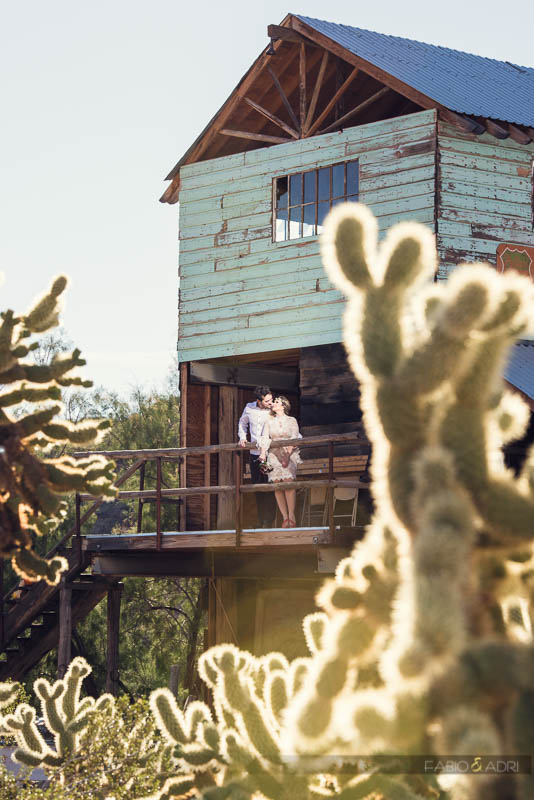 Desert Chola Cactus Ghost Town Photos